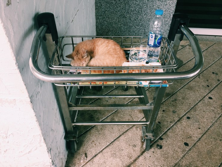 Processed with VSCOcam with c1 preset